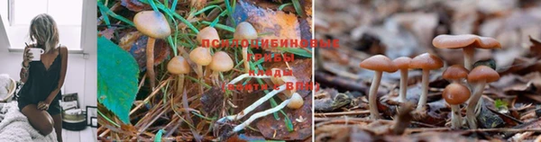 прущая мука Пролетарск